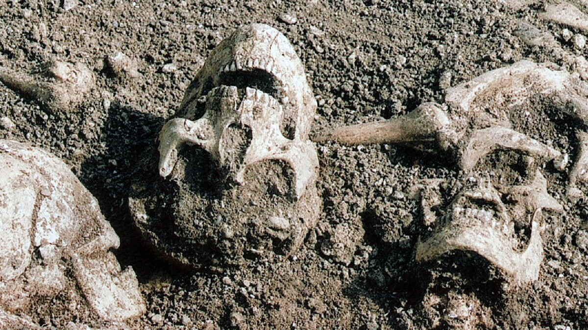 Spotkanie po ponad 1000 latach. Szkielety dwóch brutalnie zamordowanych krewnych na wystawie w Kopenhadze 