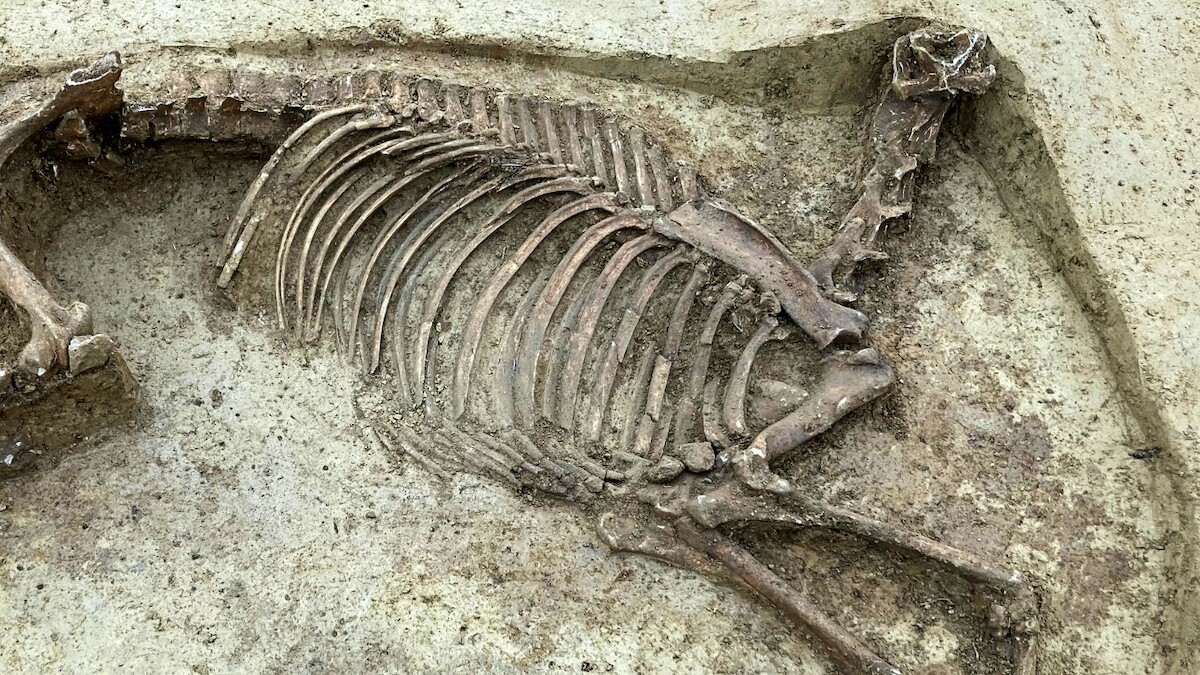 Groby, kości, biżuteria, broń i koń bez głowy. Badania w Knittlingen w Niemczech