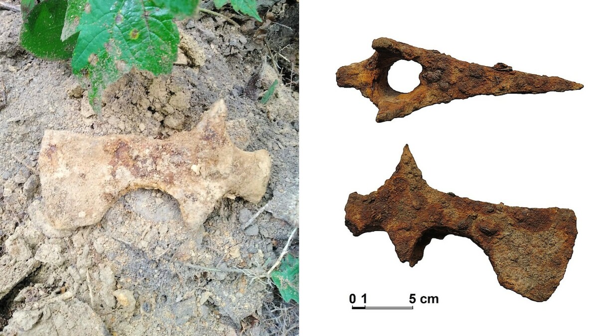 Odkrycie żelaznej bradaticy w Opatowie
