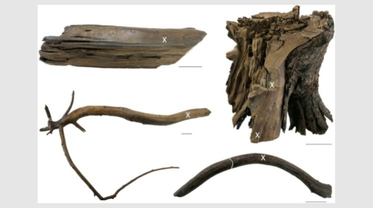 Fragmenty drewna, z których pobrano próbki do badań. Źródło:  M. Kuitems i in., Evidence for European presence in the Americas in ad 1021, Nature (2021), s. 11.