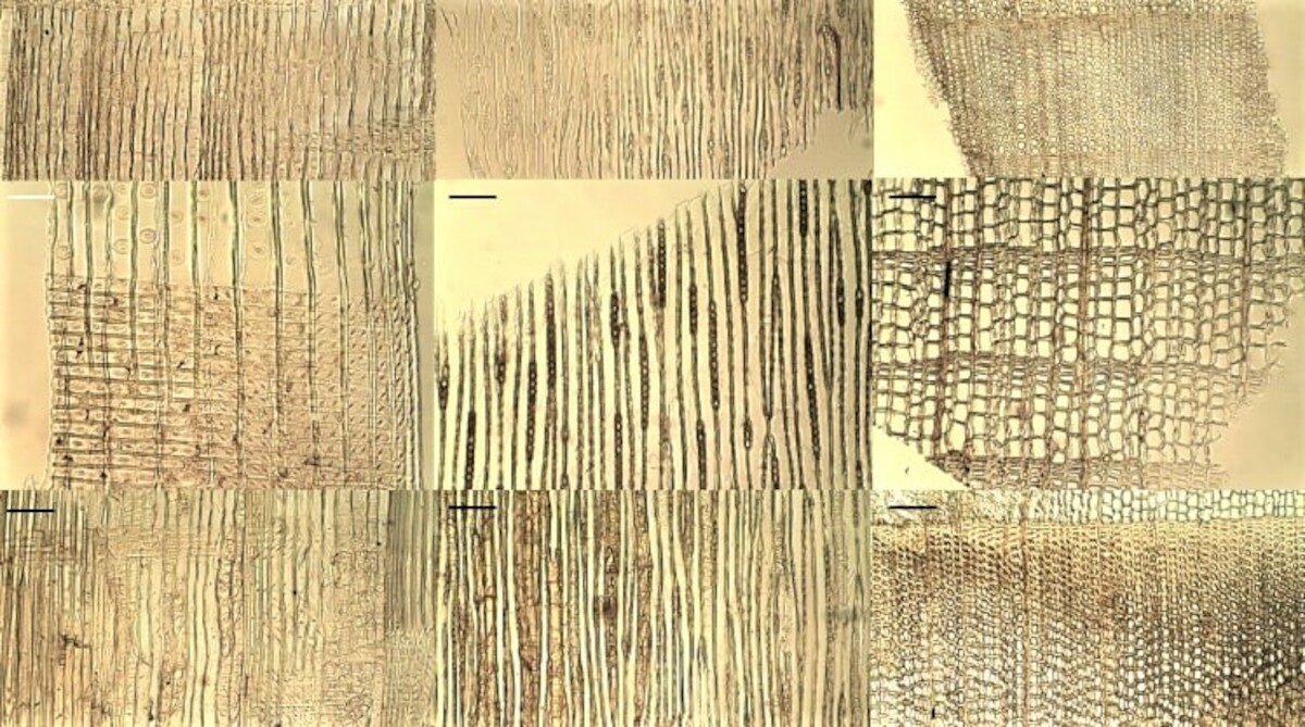Fragmenty próbek drewna widziane pod mikroskopem. Źródło:  M. Kuitems i in., Evidence for European presence in the Americas in ad 1021, Nature (2021), s. 12.