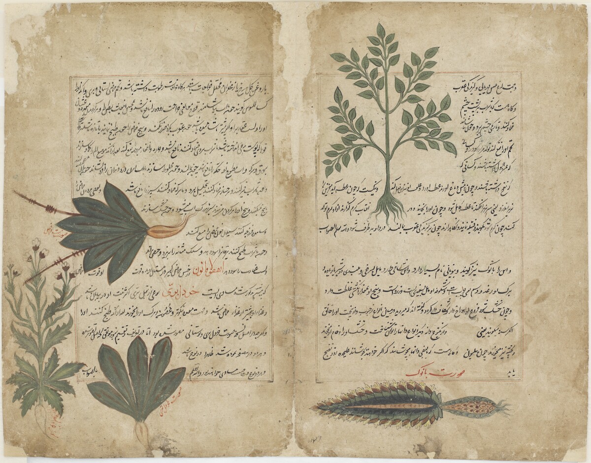 Strona z Kitab-i hasha’ish (Księgi roślin) nieznanego autora (1595) (<a href='https://asia-archive.si.edu/object/F1998.82/'>Smithsonian Institute</a>)