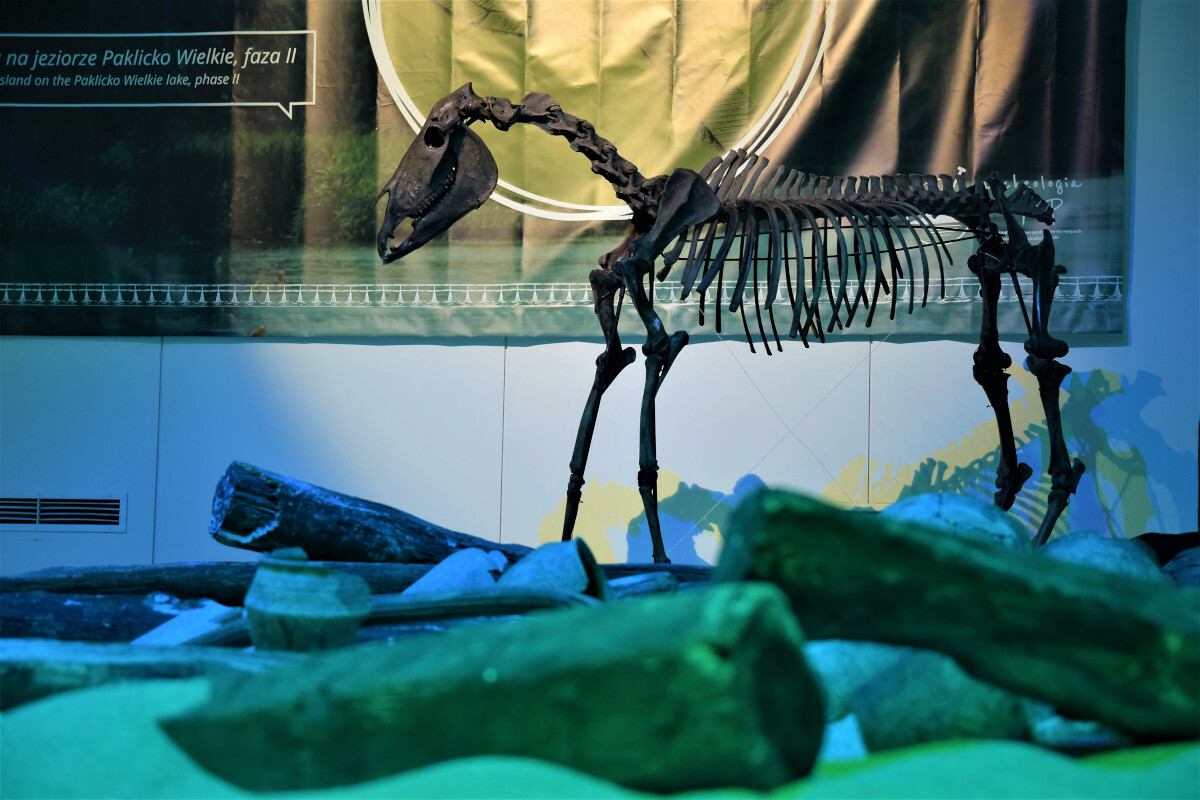 "Archeologia wysp" w Biskupinie "Archeologia wysp" w Biskupinie